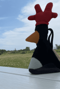 Feathers looking evil