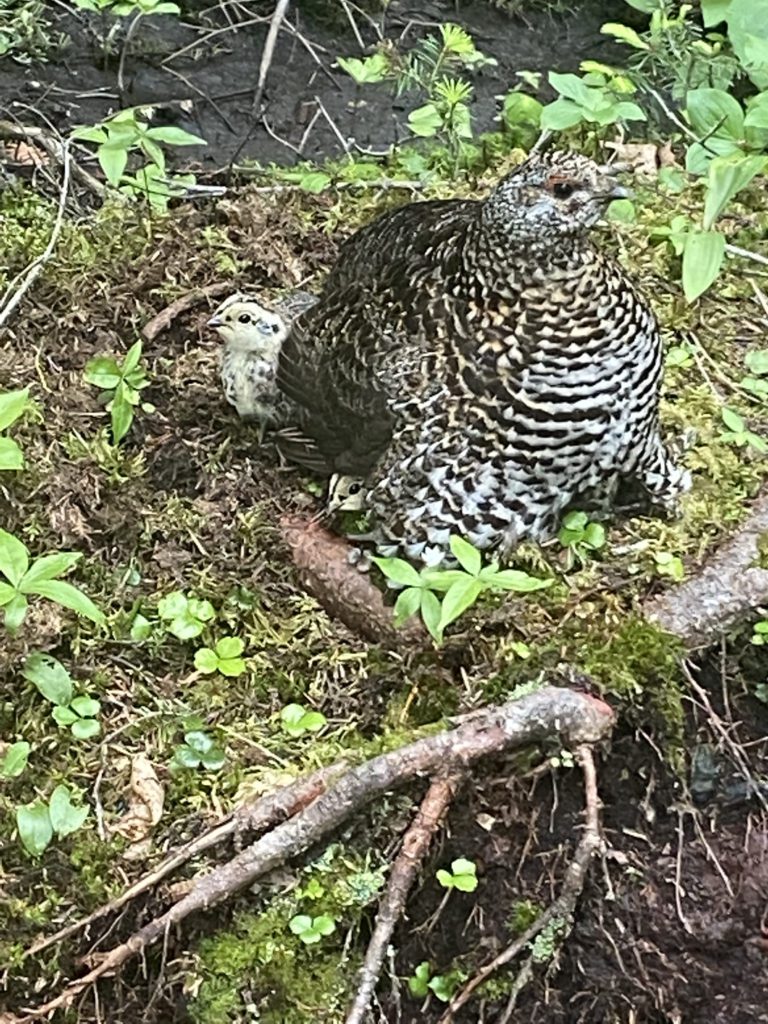 Hiking in Monts-Valin National Park