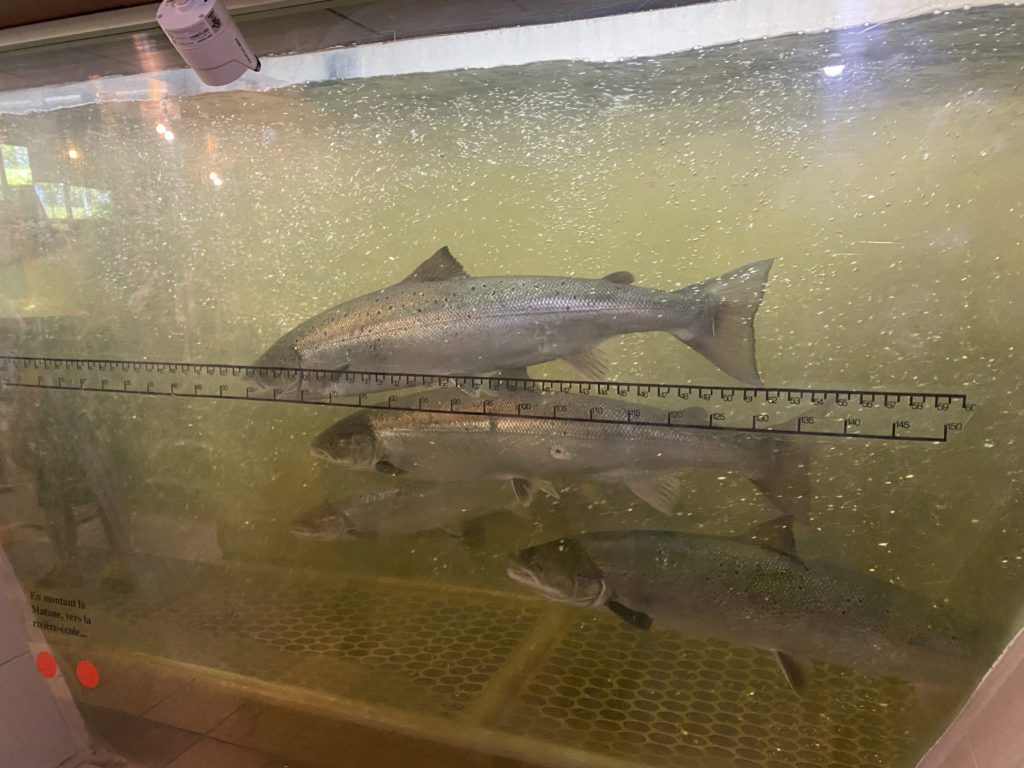 Matane Salmon Run
