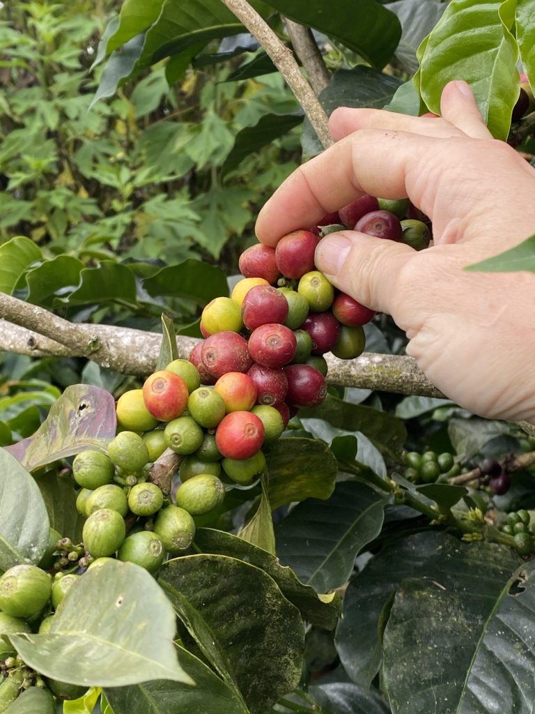 Colombia Coffee Tour