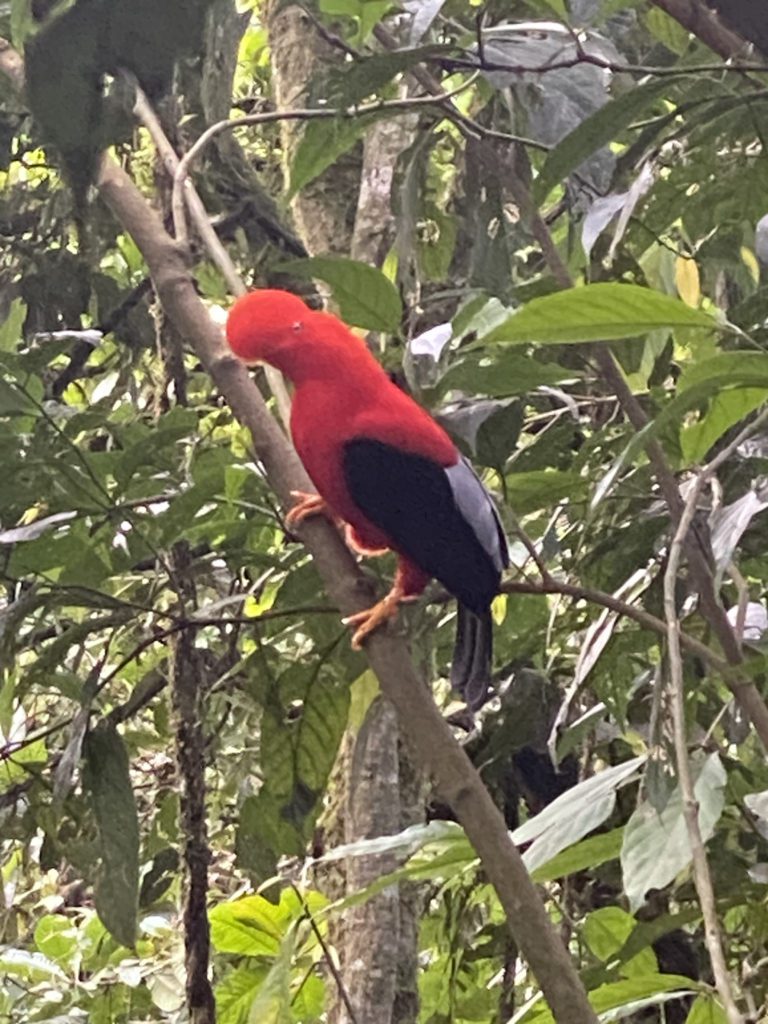 Colombia Jardin Bird Sanctuary