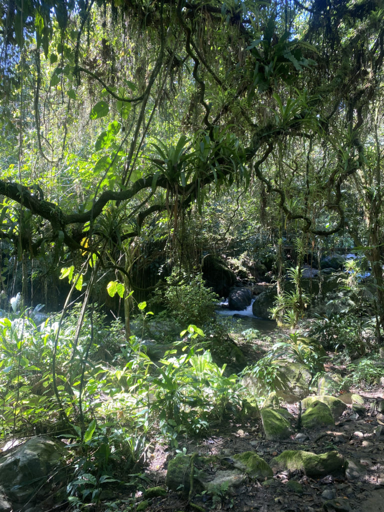 Jungle in La Ciudad Perdida Colombia