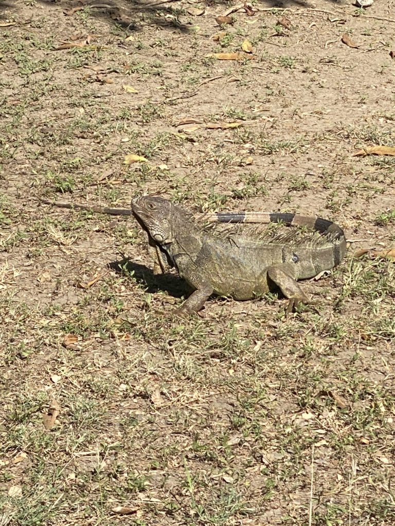 Iguana